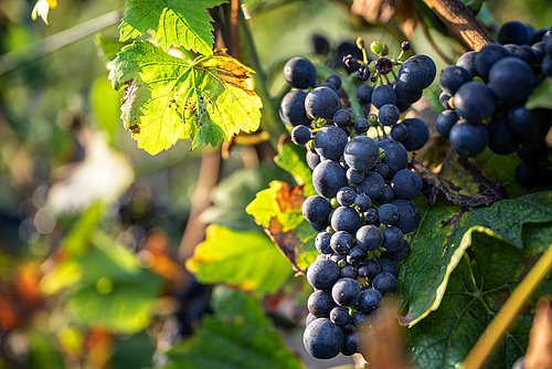 Rote Trauben vor der Weinlese