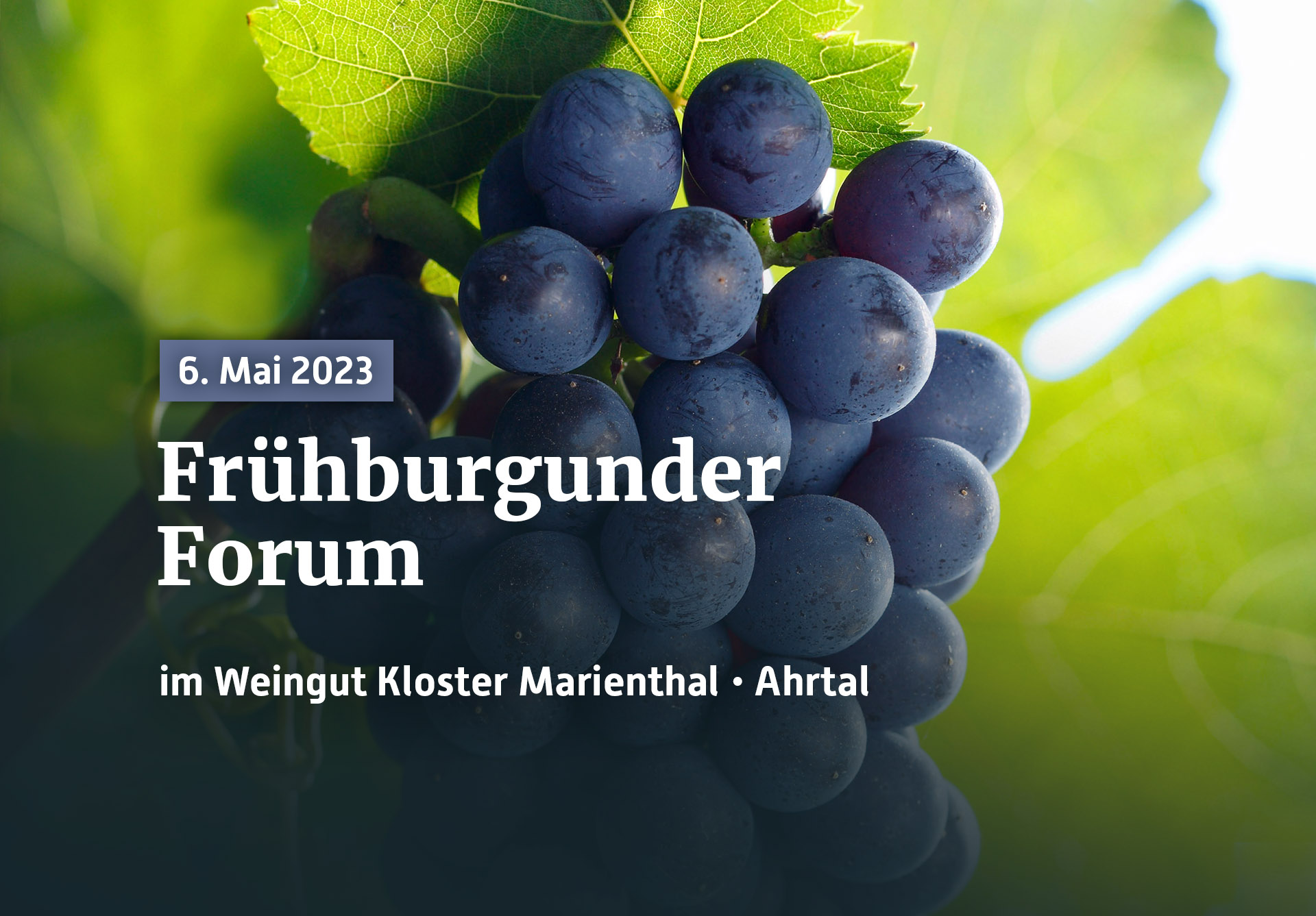 Frühburgunder-Forum 2023 im Kloster Marienthal
