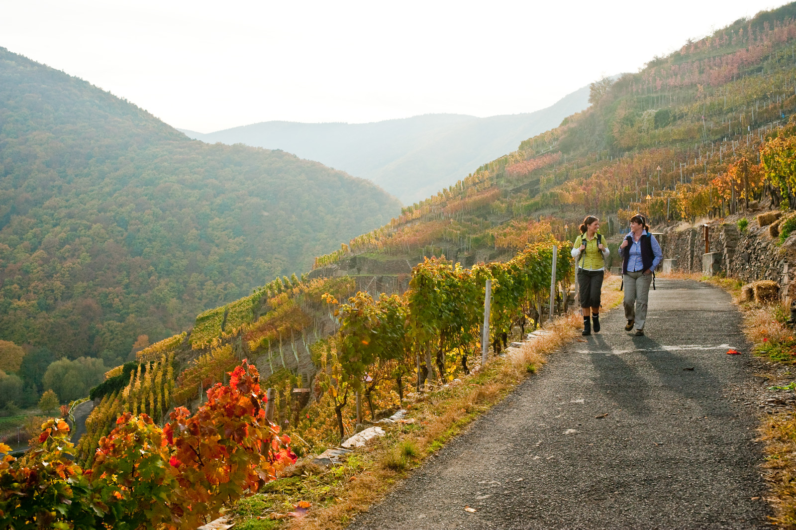 Herbst auf dem Rotweinwanderweg